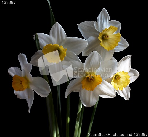 Image of White Narcissus