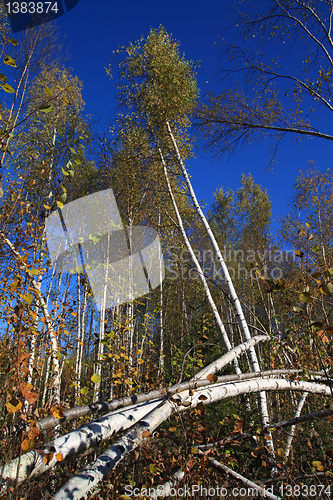 Image of birch wood