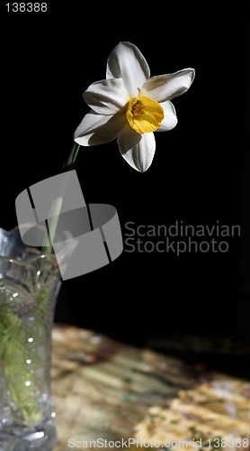 Image of White Narcissus