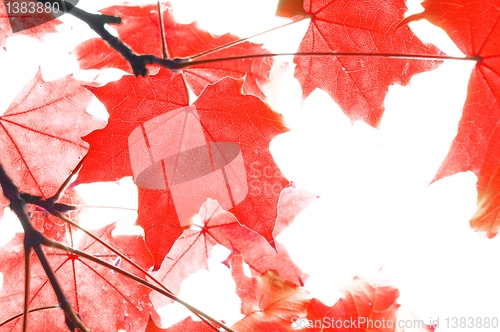 Image of red fall leaves