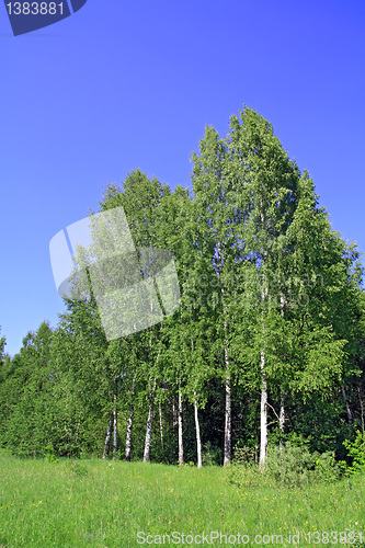 Image of birch wood