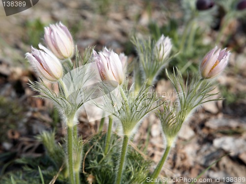 Image of Pasque-flowers