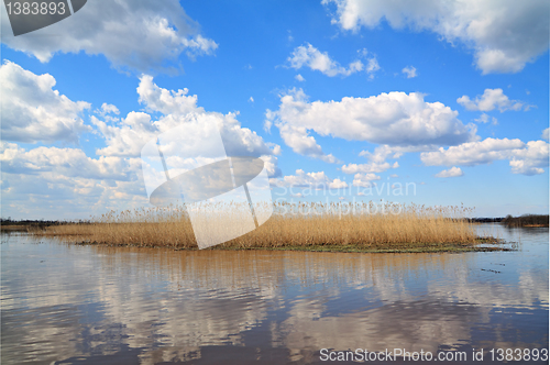 Image of yellow band of the reed on lake