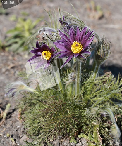 Image of Pasque-flowers