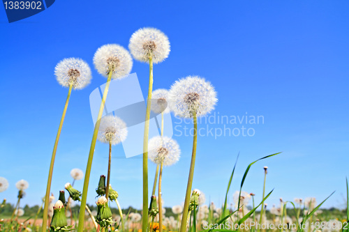 Image of white dandelions on green field