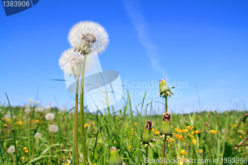 Image of white dandelions on summer field