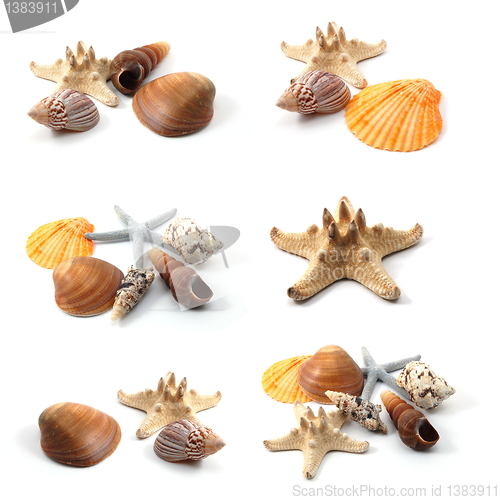 Image of seashells collection