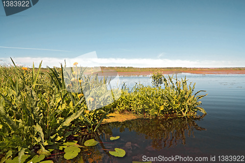 Image of yellow flowerses on big lake