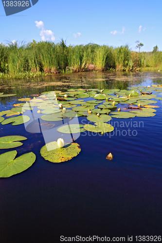 Image of water lilies on small lake