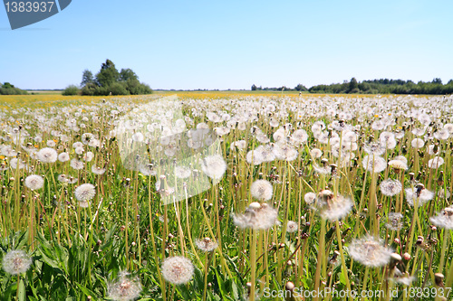 Image of white dandelions on summer field