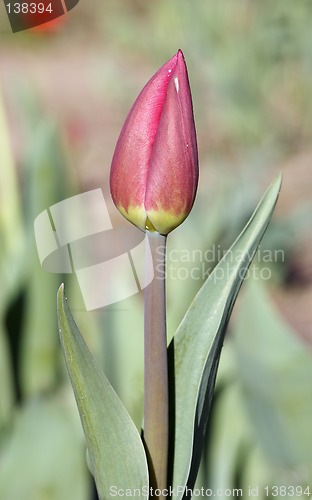 Image of Red Tulip