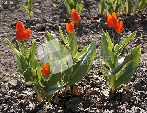 Image of Red Tulips