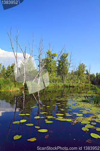 Image of water lilies on small lake