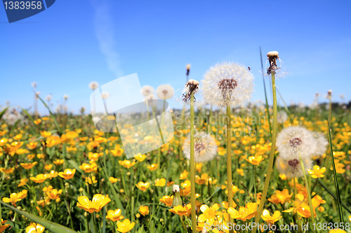 Image of white dandelions on yellow field