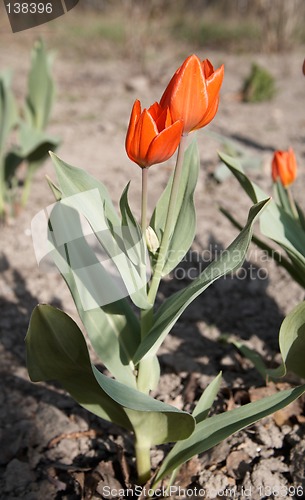 Image of Red Tulips