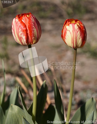 Image of Red Tulips