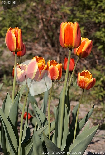 Image of Red Tulips