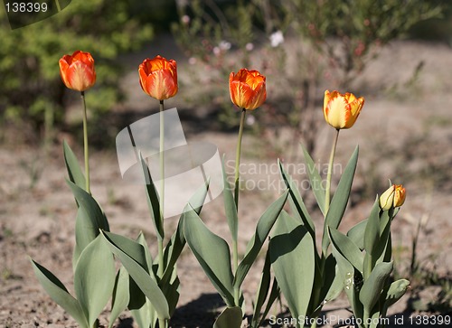 Image of Red Tulips