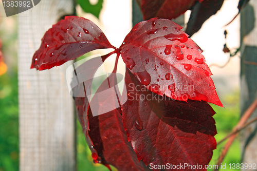 Image of red wood sheet