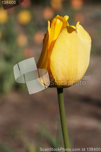 Image of Yellow Tulip