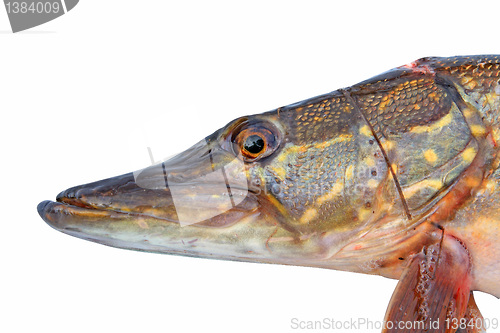 Image of pike head on white background