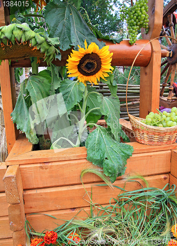 Image of GRAPE In BASKET NEAR SUNFLOWER