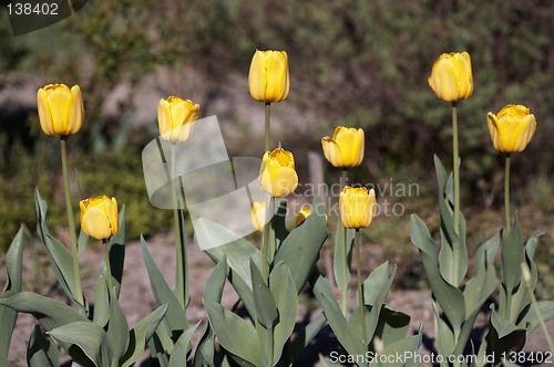 Image of Yellow Tulips