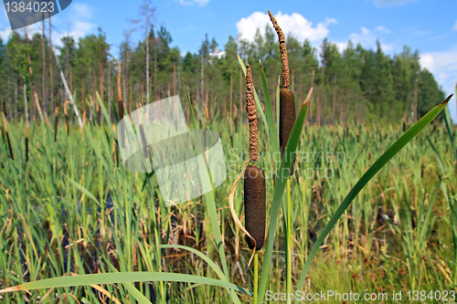 Image of red bulrush amongst green sheet 