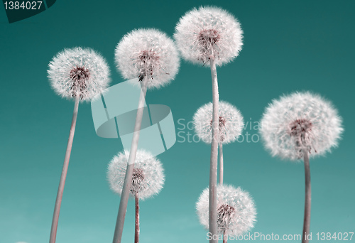 Image of white dandelions on celestial background