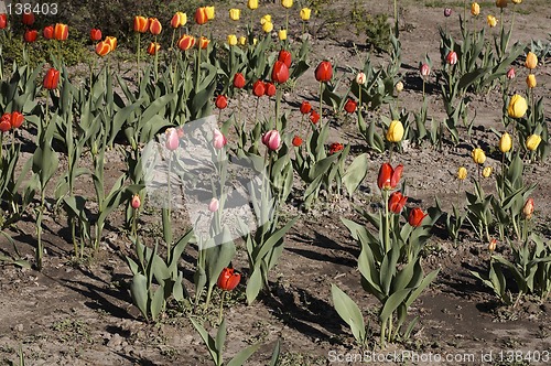 Image of Tulips