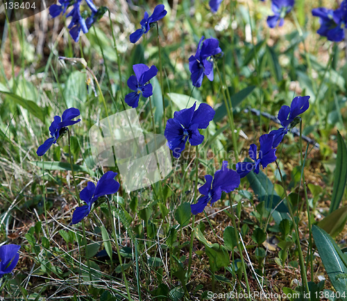 Image of Viola altaica