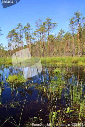 Image of timber lake