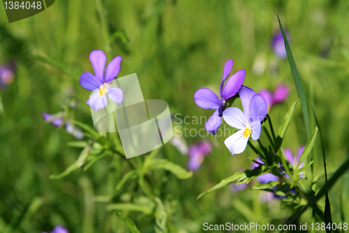 Image of summer flowerses amongst green herb