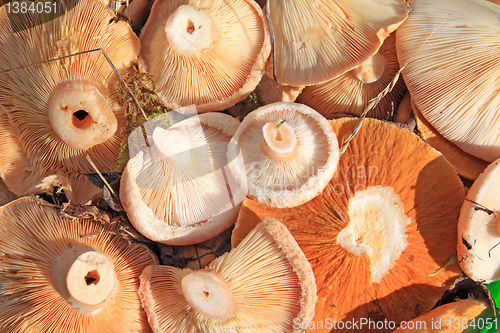 Image of mushrooms