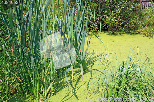 Image of duckweed and reed in wood marsh