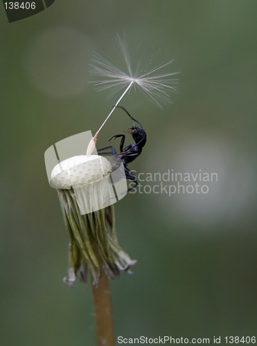 Image of Ant on dandelion