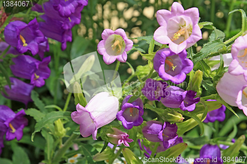 Image of summer flowerses amongst green herb