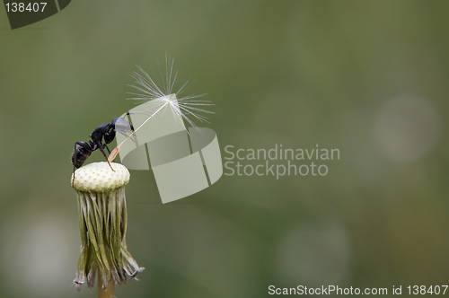 Image of Ant on dandelion