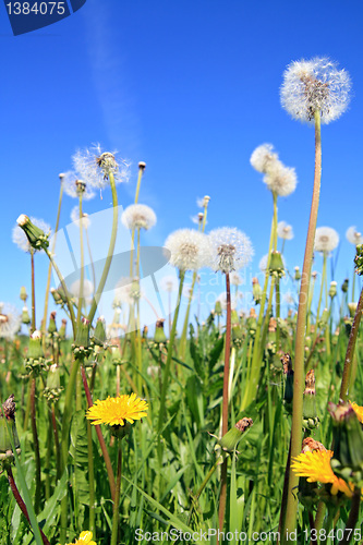 Image of field flowerses on summer field