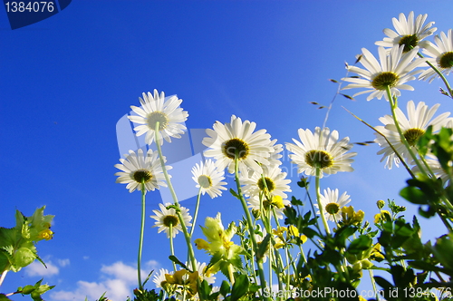Image of daisy flower under blue sky