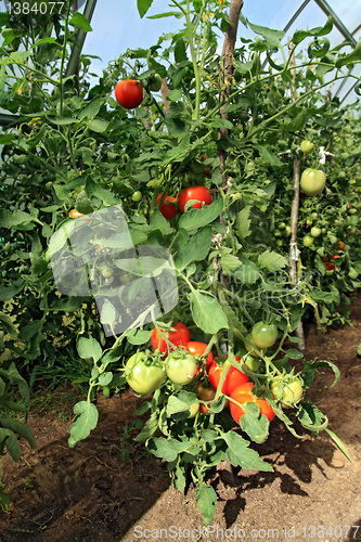 Image of red and green tomatoes in hothouse