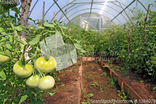 Image of green tomatoes in plastic to hothouse