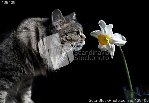 Image of Cat and Narcissus