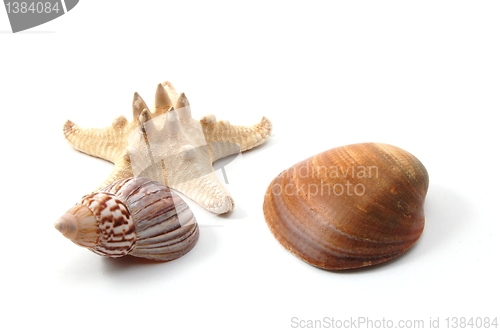 Image of Shell