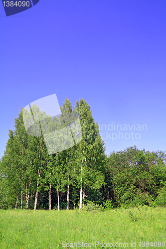 Image of birch copse on summer field