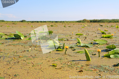 Image of sheet of the bulrush amongst marsh duckweed