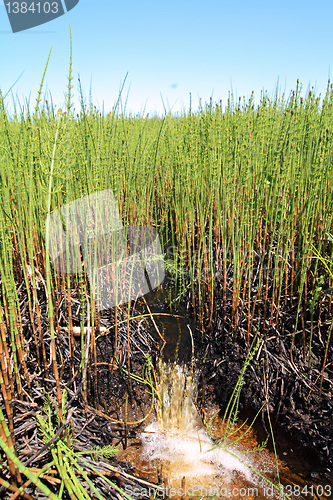 Image of small creek amongst marsh horsetail