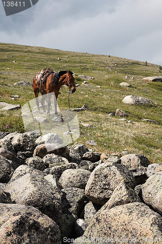 Image of Horse in Sayan mountains