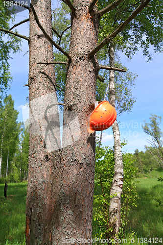Image of helmet of the woodsman on tree