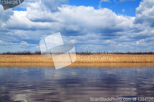 Image of yellow band of the reed on lake